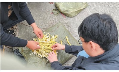 这里的竹笋为何在用硫磺熏(来信调查)